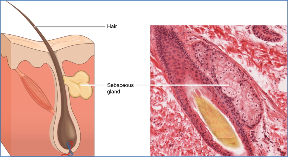 Modes of Secretion