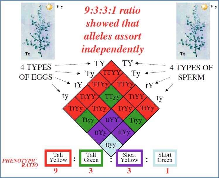 Complex genetic traits: Multiple Allele Punnett Square