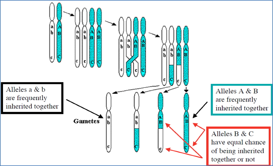 Complex genetic traits: Multiple Allele Punnett Square