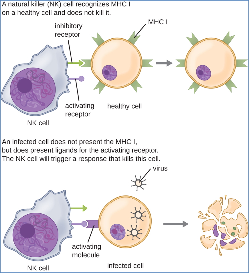 immunity to viruses: Natural Killer Cells