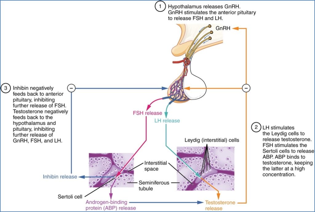 testicular physiology: Neuroendocrine Control