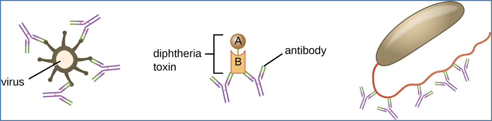 antibodies: Neutralisation