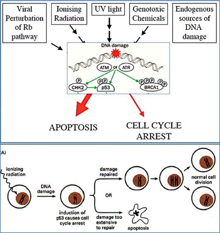 Normal Function of P532