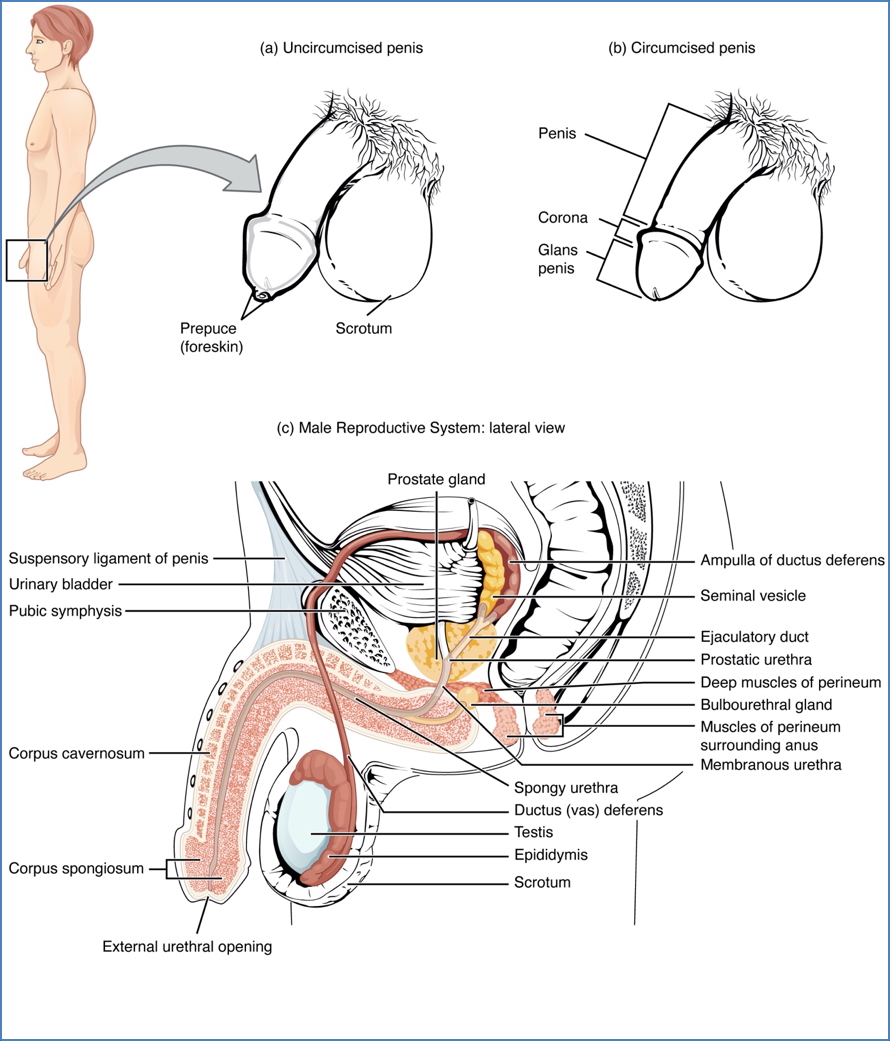Normal Male Reproductive Anatomy