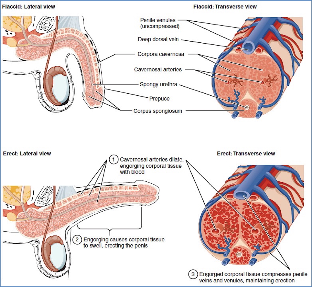 Normal Male Reproductive Anatomy