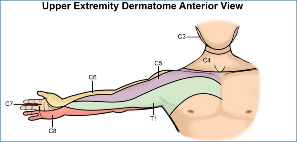 the neurological examination: OVER ALL DERMATOMES