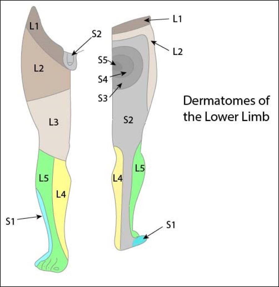 the neurological examination: OVER ALL DERMATOMES
