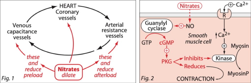 ischaemic heart disease drugs: Organic Nitrates