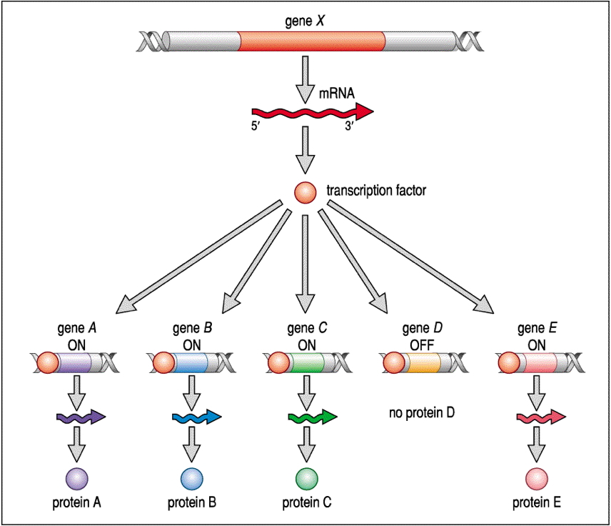 genetics of development: Organogenesis – Master Control Genes