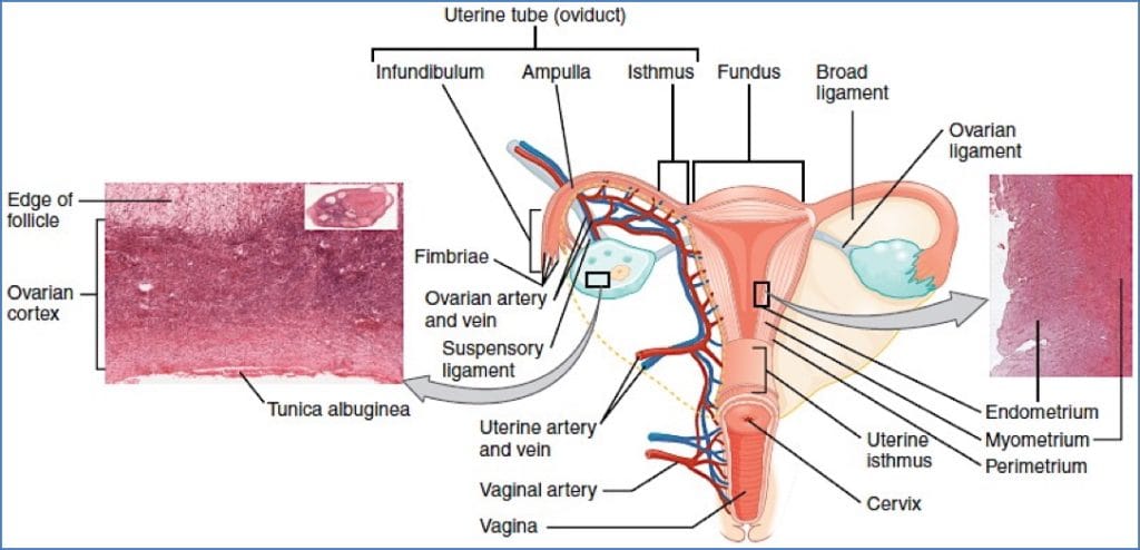 female reproductive anatomy: Ovaries