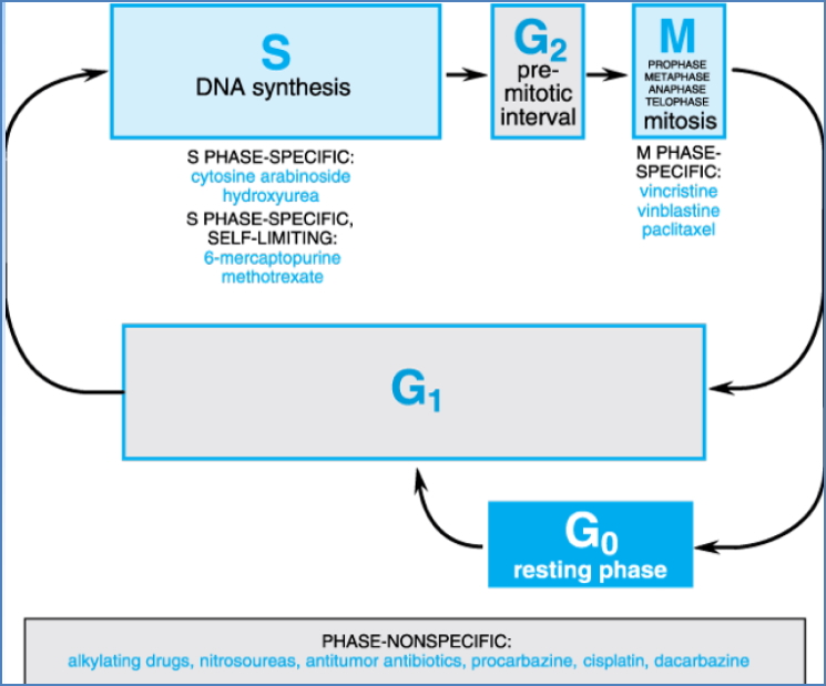 Overview of Mechanisms of Action of Anti-Tumour Agents