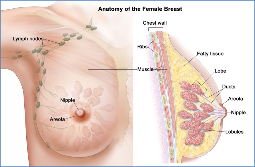 female reproductive anatomy: Overview of The Breast