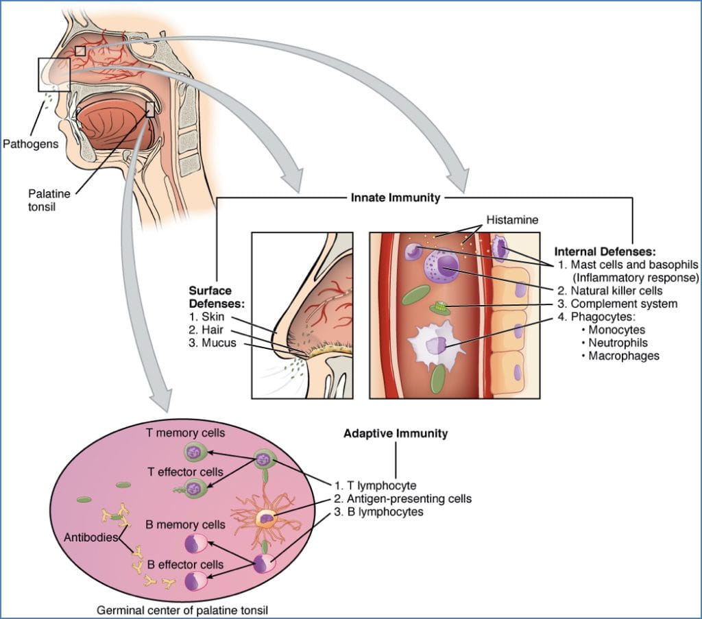 Overview of innate immune system