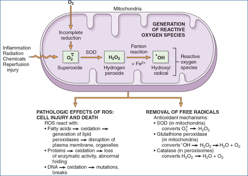 Cell Injury and Death - Oxygen-Derived Free-Radicals