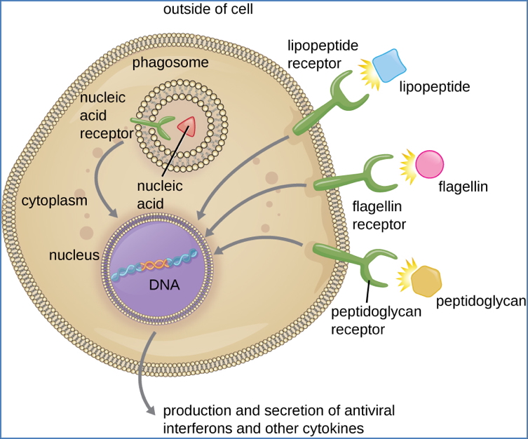 PAMPs – Pathogen Associated Molecular Patterns