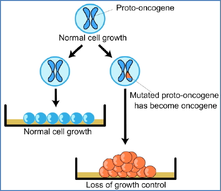 PROTO-ONCOGENES ACT DOMINANTLY