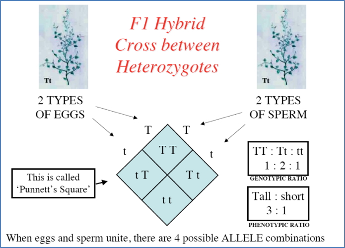 Complex genetic traits: PUNNET’S SQUARES