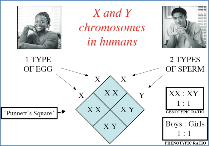 PUNNET’S SQUARES