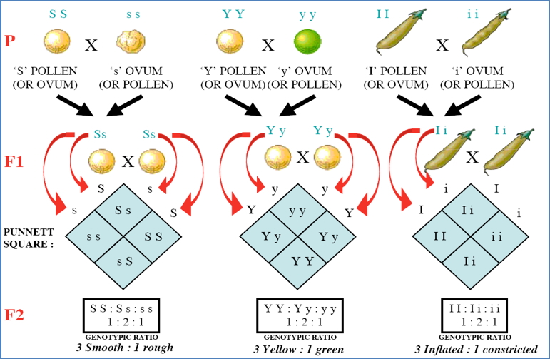Complex genetic traits: PUNNET’S SQUARES