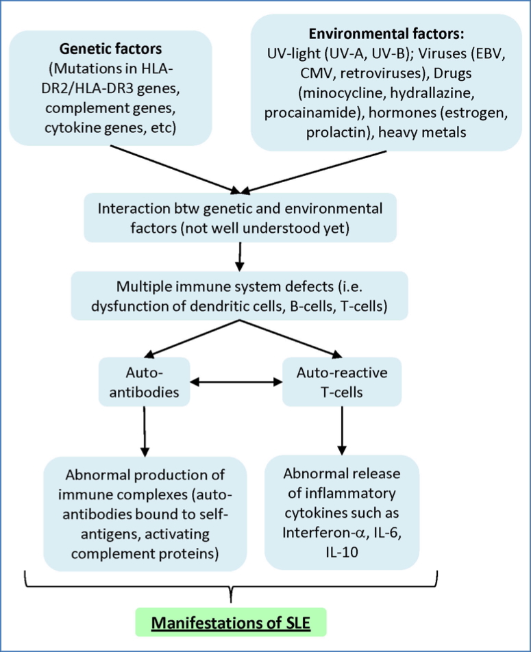 Pathogenesis SLE