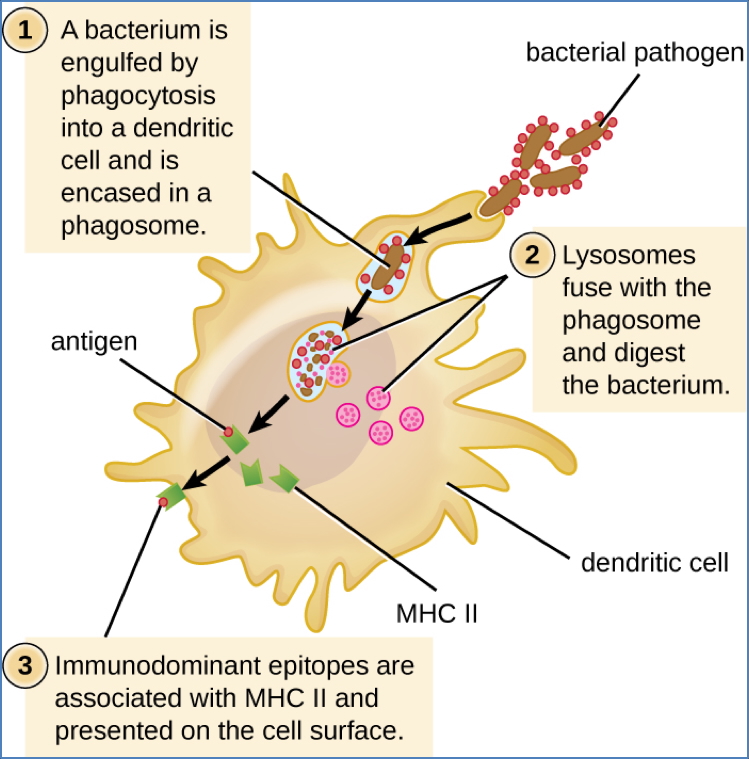 Peptide Presentation by MHC-II