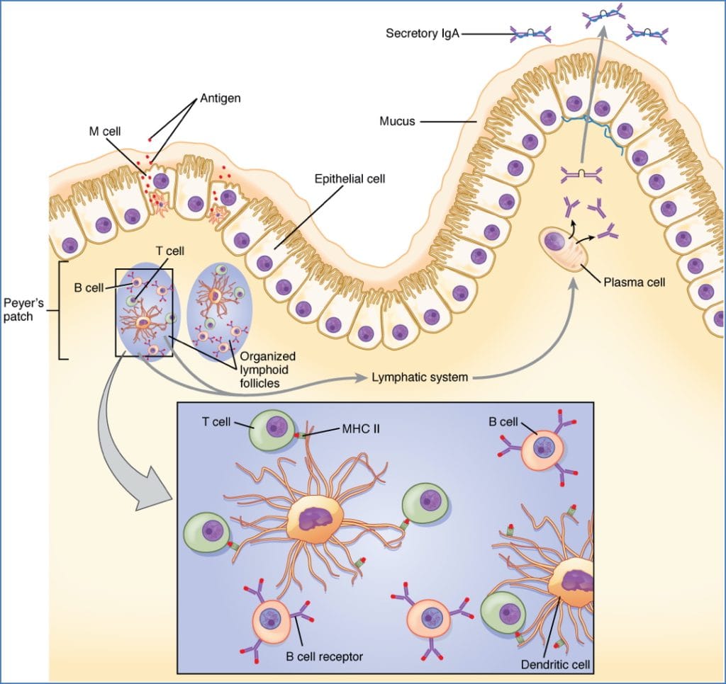 lymphoid organs: Peyer’s Patches