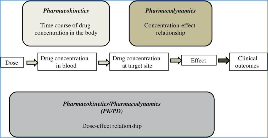 drug administration: Pharmacokinetics Vs Pharmacodynamics