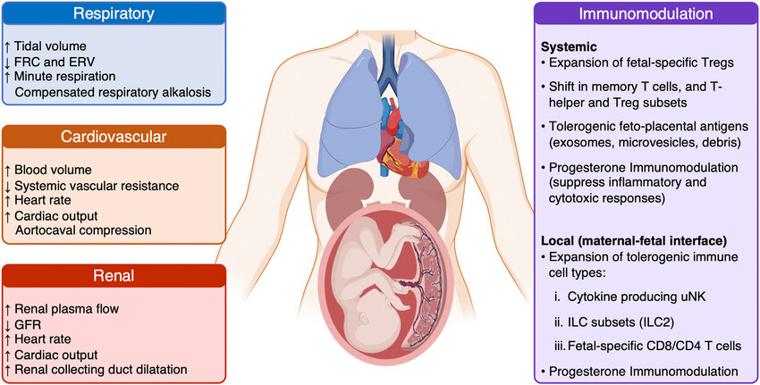 Physiological-adaptations-in-pregnancy-The-respiratory-cardiovascular-and-renal