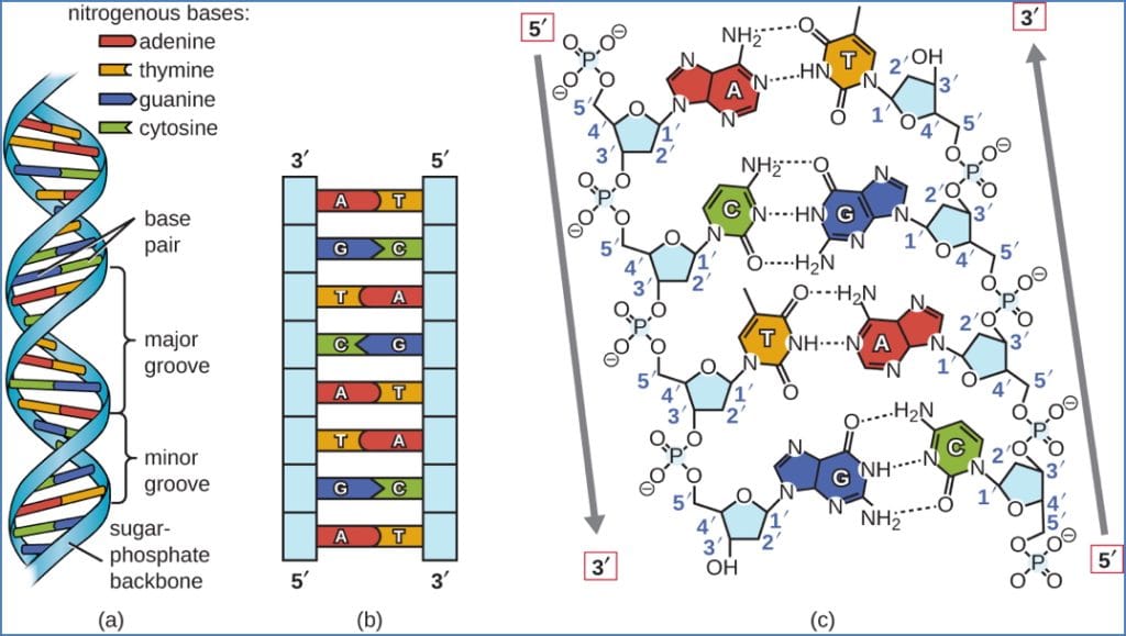 Polarity & Antiparallel of deoxyribonucleic acid