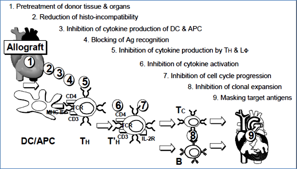 transplant immunology: Potential Sites for Immunomodulation