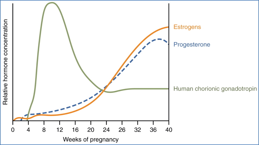 Pregnancy hormones