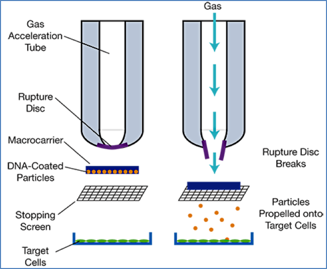 future genetic therapies: Proposed Methods for Gene Insertion
