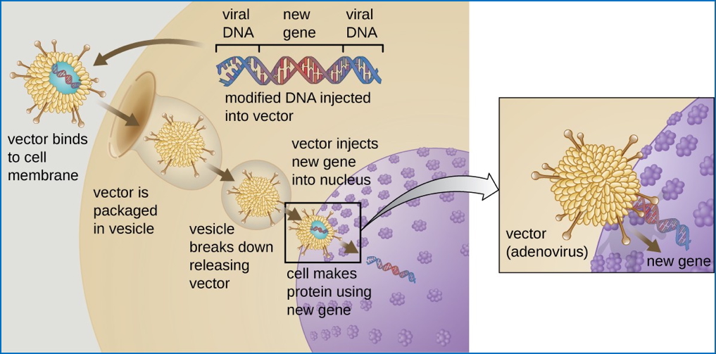 future genetic therapies: Proposed Methods for Gene Insertion