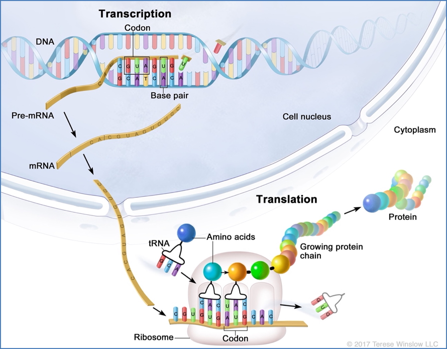 Protein Synthesis