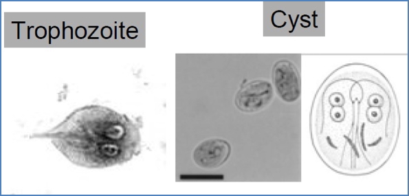 Protozoan Parasites