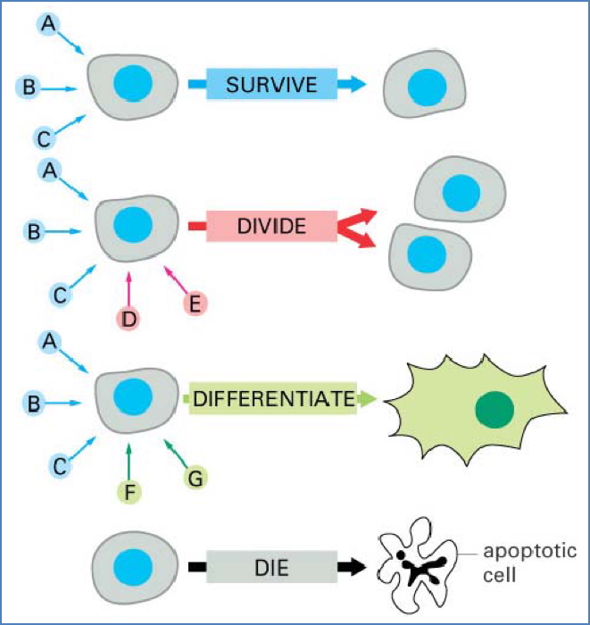 REGULATION OF CELL FATE