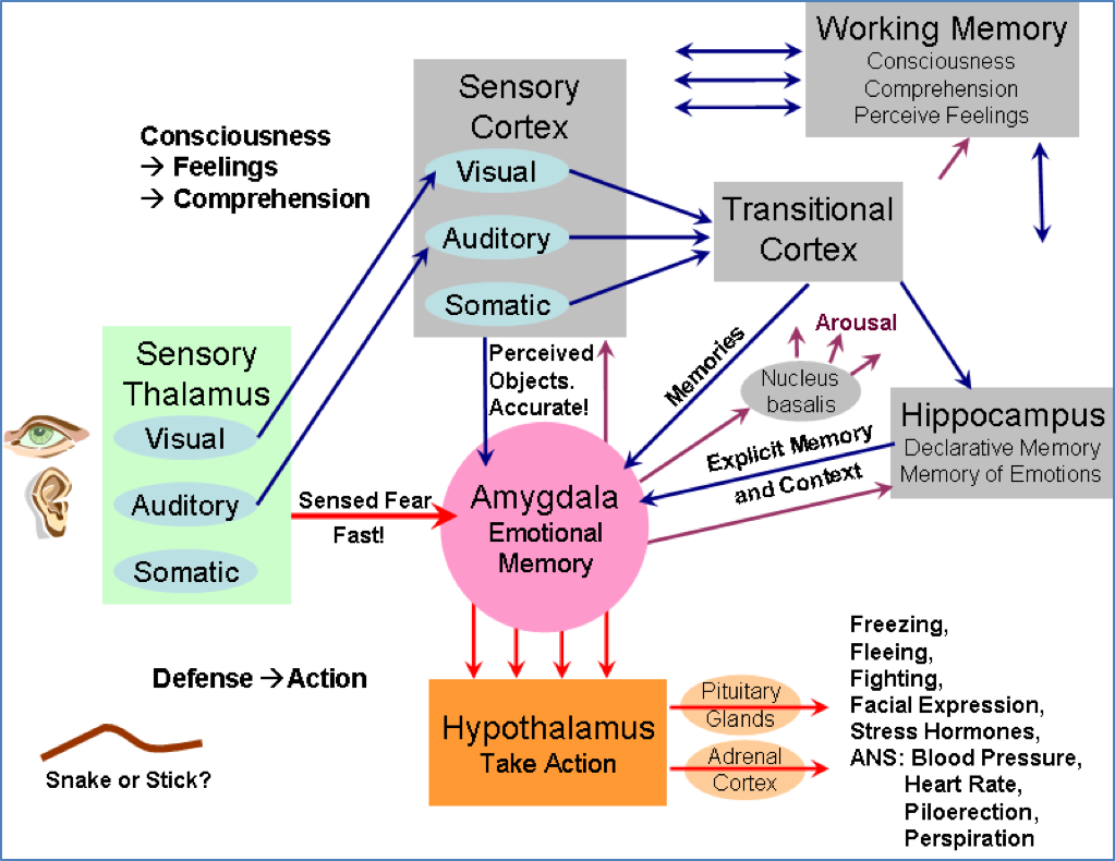 Rational Brain Vs Emotional Brain