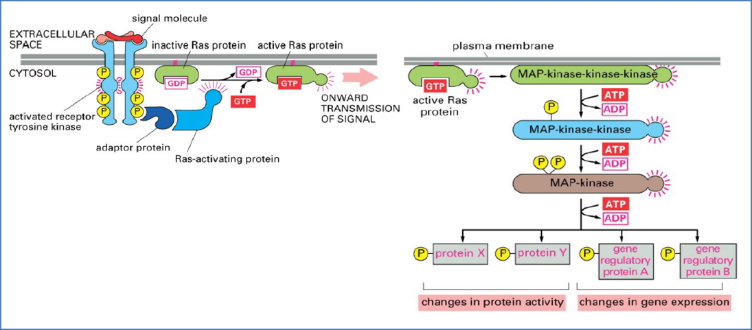 Rb-protein