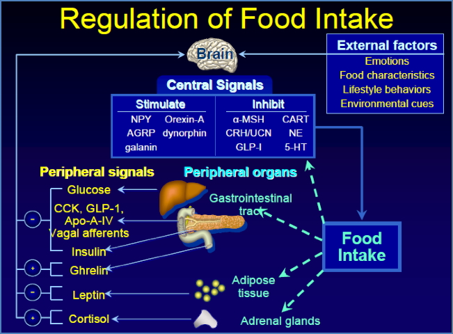 Overweight and Obesity - Regulation of food intake