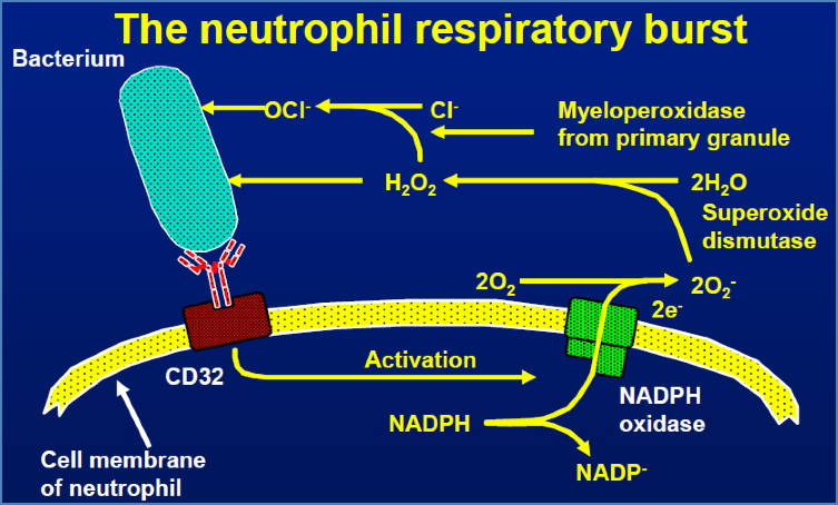 immunity to bacteria: Respiratory Burst