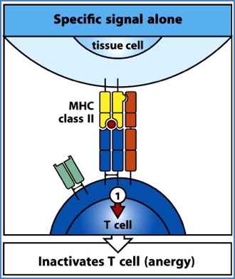 Response to Food Antigens