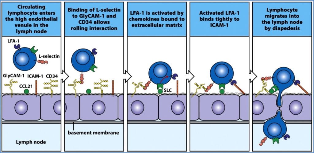 cell adhesion molecules: Routine Lymphocyte Circulation