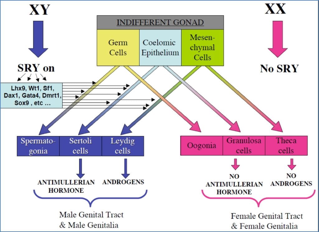 SEX DETERMINATION – The SRY Gene
