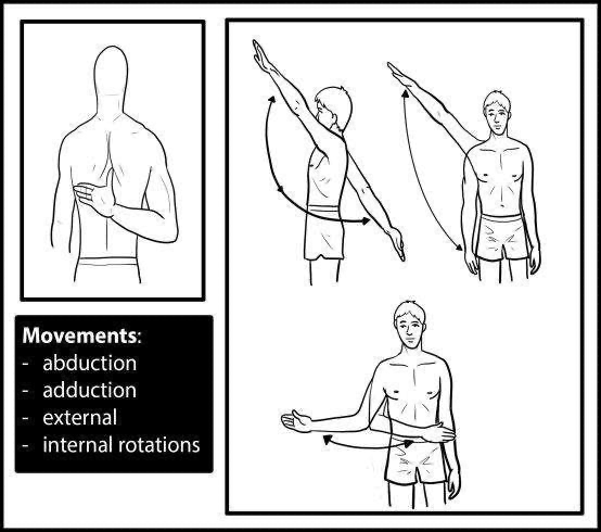 Shoulder Exam - movements