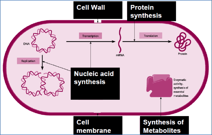 Sites for Selective Toxicity