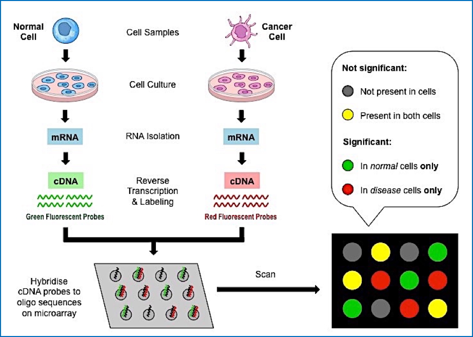 So What Happens on a Microarray
