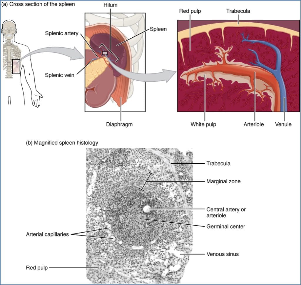lymphoid organs: Spleen