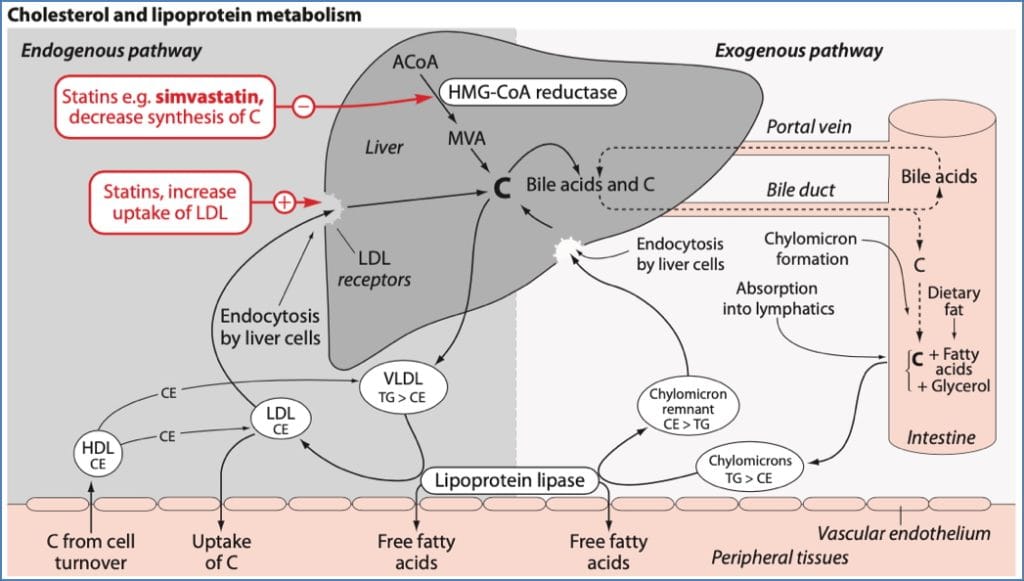 lipid lowering drugs: Statins – (HMG-CoA Reductase Inhibitors)