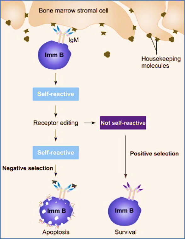 B-cell development: Step 3 – Negative Selection of Autoreactive B-Cells