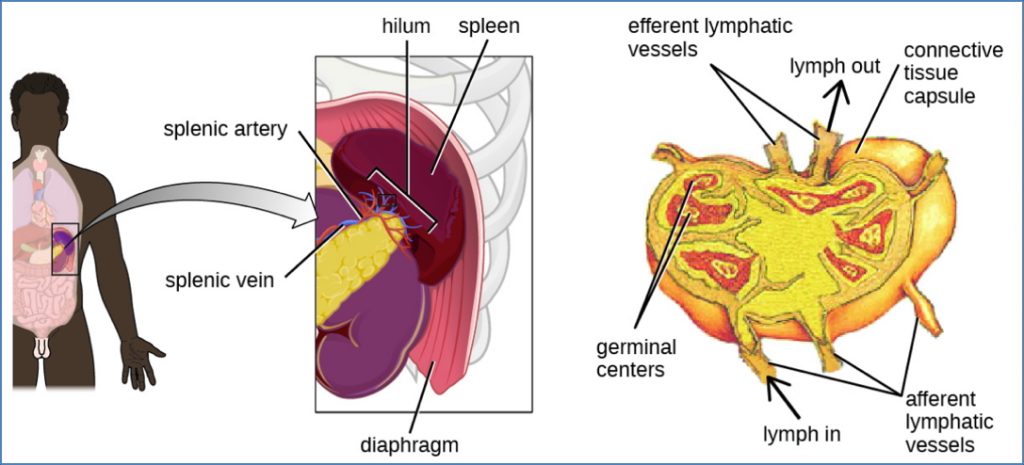 B-cell development: Step 4 – Migration to Peripheral Lymphoid Organs
